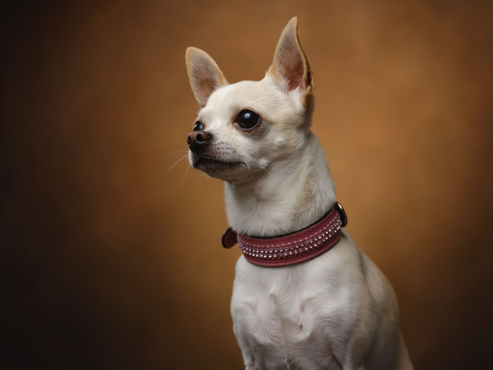 Collar para perros en cuero París Louvre
