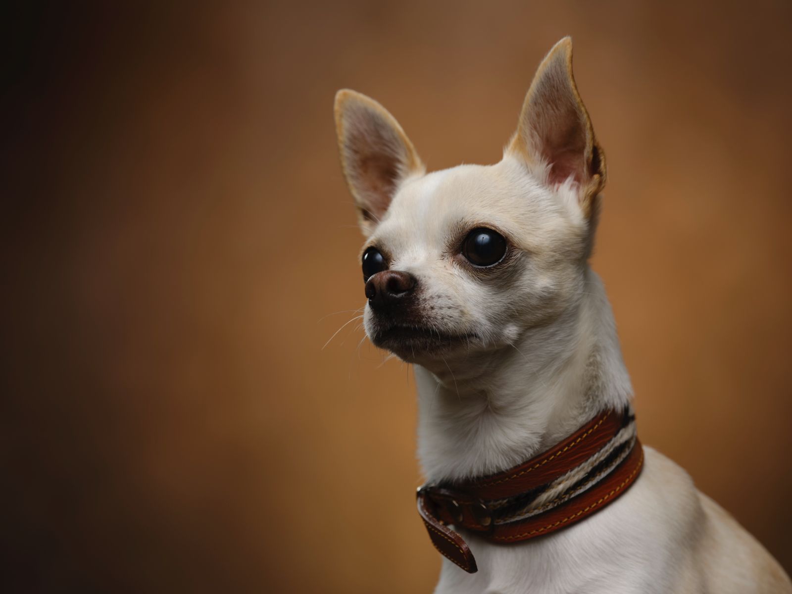 Collar para perros en cuero París Seine 