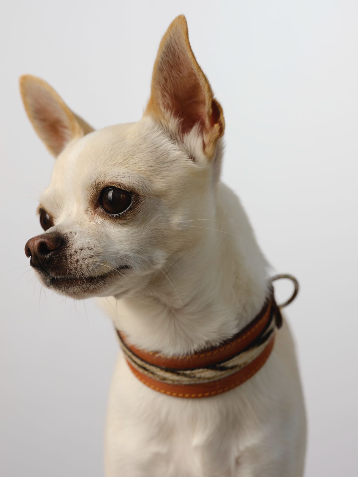 Collar para perros en cuero París Seine 