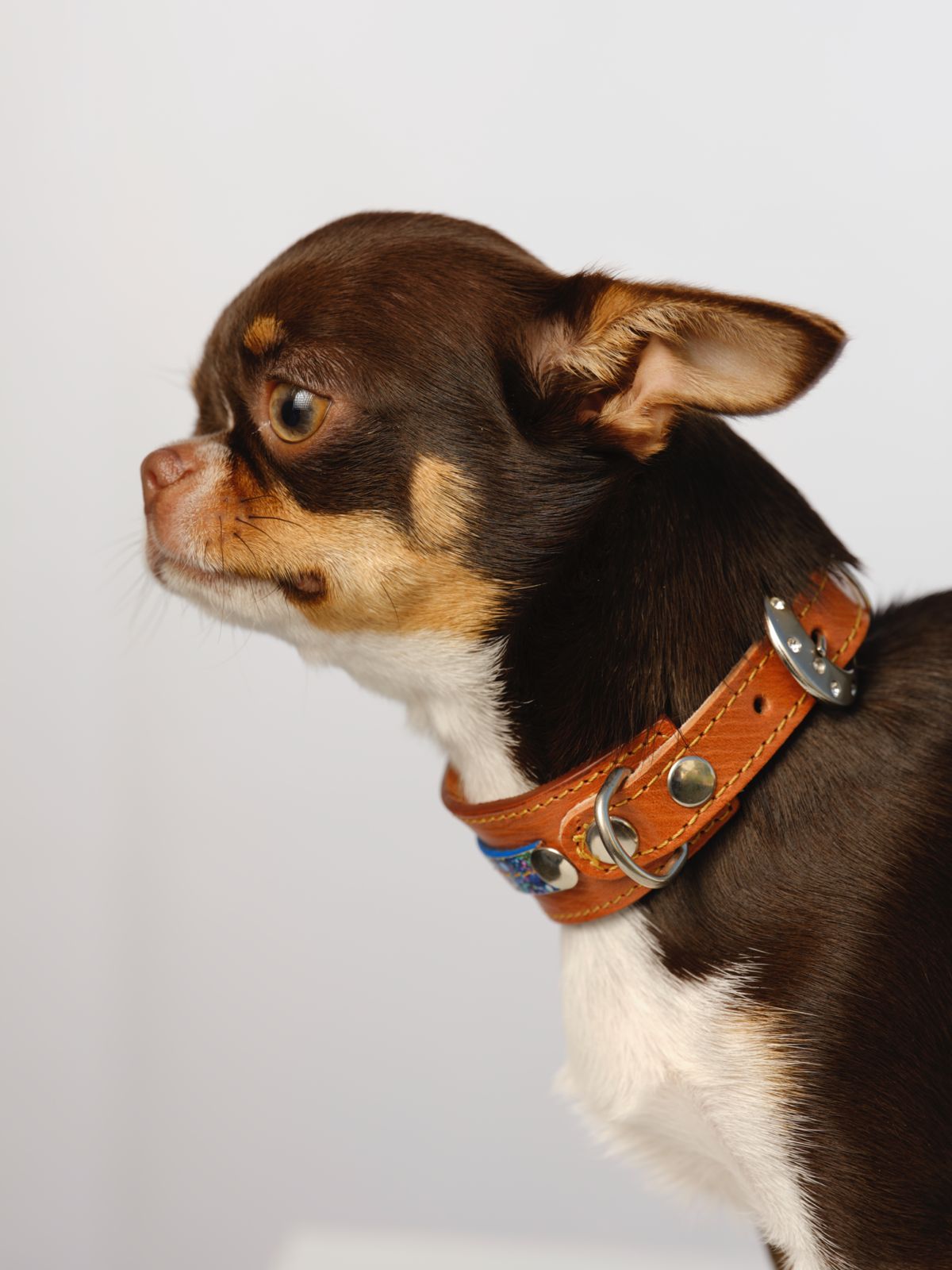 Collar para perros en cuero París Montmartre 