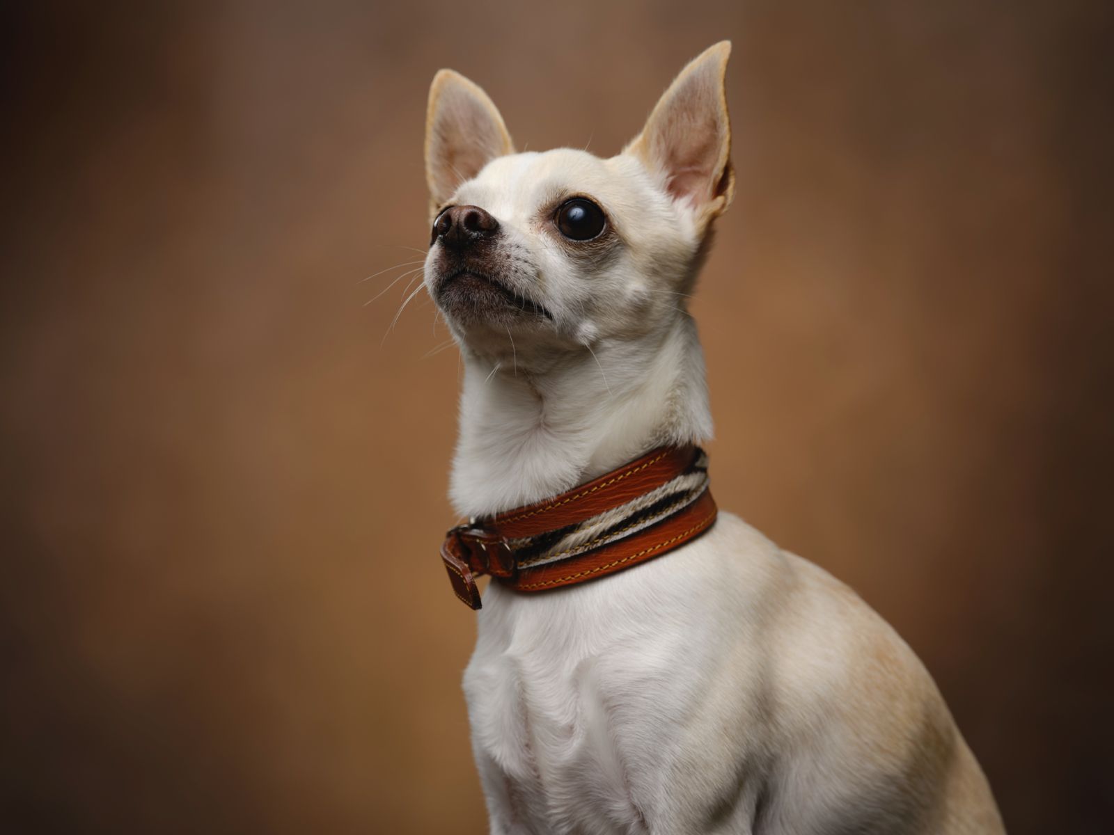 Collar para perros en cuero París Seine 