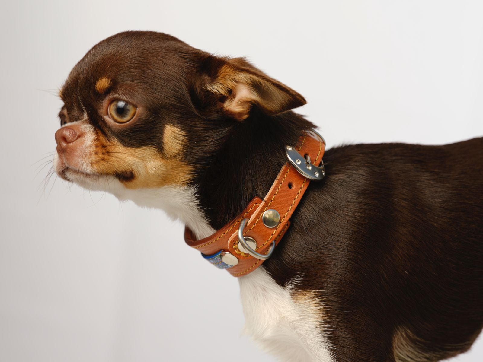 Collar para perros en cuero París Montmartre 